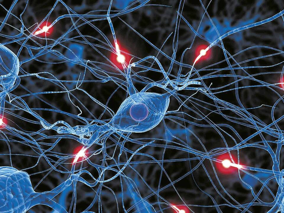 Η δημιουργία νευρώνων μπορεί να παρατηρηθεί στον ιππόκαμπο καθ' όλη τη διάρκεια της ζωής ενός ανθρώπου.