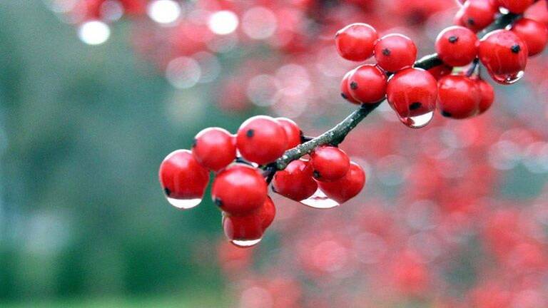 Guarana για Ενέργεια και Τόνωση