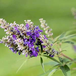 Η λυγαριά (Vitex agnus castus) είναι ένα βότανο που χρησιμοποιείται παραδοσιακά για την αντιμετώπιση των προεμμηνορροϊκών και εμμηνορροϊκών συμπτωμάτων.
