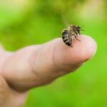 Η ένταση της αλλεργικής αντίδρασης εξαρτάται από το σημείο του σώματος όπου θα τσιμπήσει η μέλισσα αλλά και την ευαισθησία του «θύματος».