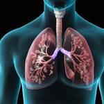Τα πνευμόνια είναι ένα ακούραστο εργοστάσιο επεξεργασίας που φιλτράρει το οξυγόνο πριν το διοχετεύσει στον οργανισμό μας.