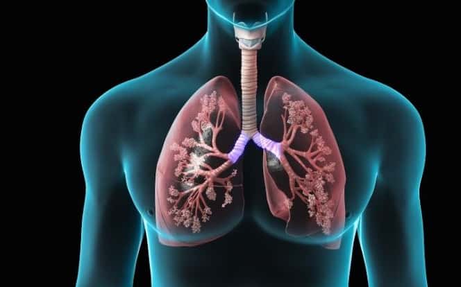 Τα πνευμόνια είναι ένα ακούραστο εργοστάσιο επεξεργασίας που φιλτράρει το οξυγόνο πριν το διοχετεύσει στον οργανισμό μας.