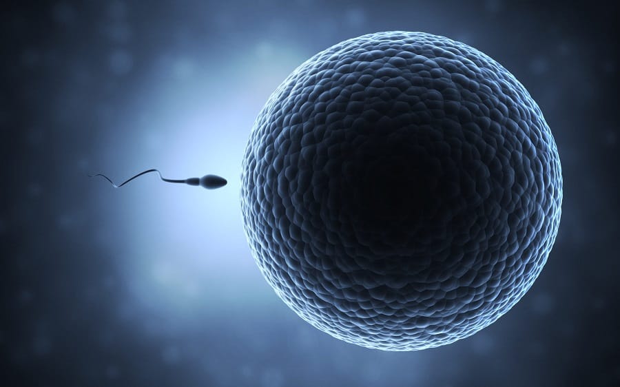 Τα Ωάρια της Γυναίκας Έχουν Προτιμήσεις Ποιο Ανδρικό Σπέρμα θα τα Γονιμοποιήσει.