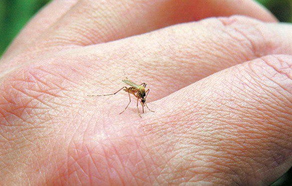Τα κουνούπια είναι ο αιώνιος ενοχλητικός εχθρός του δέρματός μας κάθε καλοκαίρι.