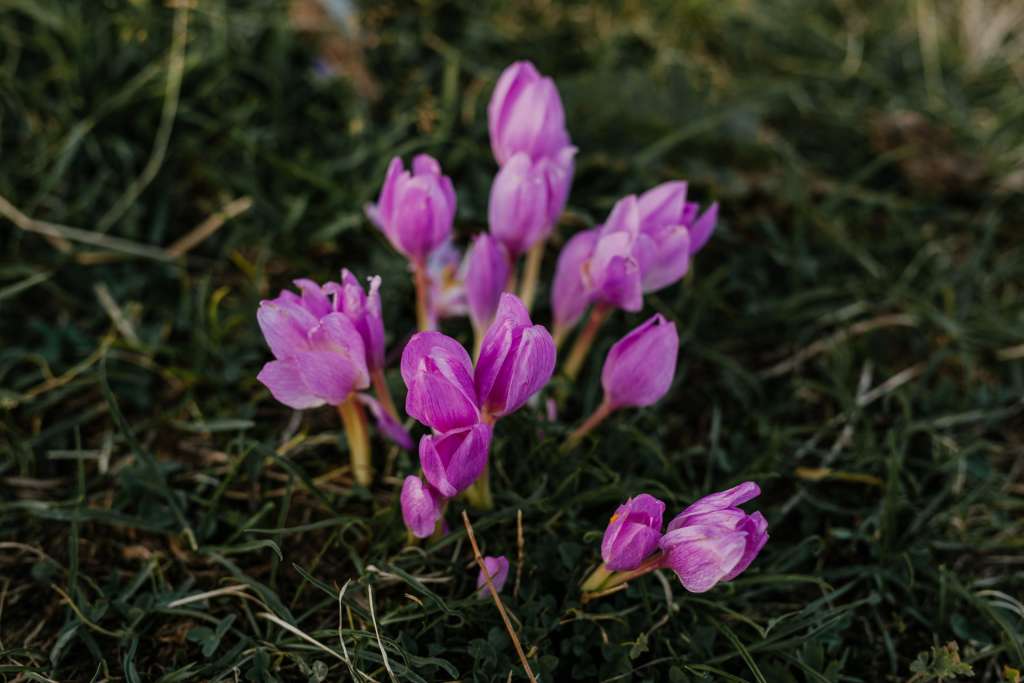 Κολχικίνη σε Μεγάλες Συγκεντρώσεις στο Colchicum Autumnale που Φύεται και στην Ελλάδα