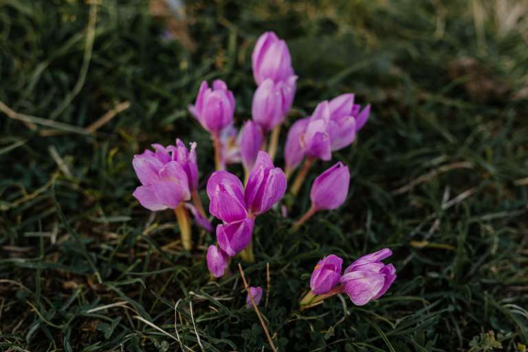 Κολχικίνη σε Μεγάλες Συγκεντρώσεις στο Colchicum Autumnale που Φύεται και στην Ελλάδα