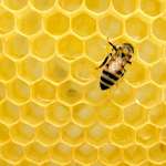 Μελισσοθεραπεία και οφέλη