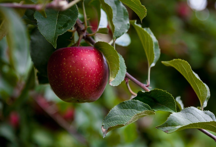 Οφέλη για την υγεία από το μήλο