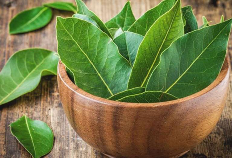 Φύλλα Δάφνης και Οφέλη για την Υγεία