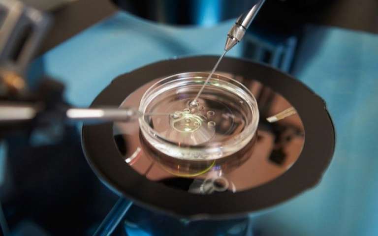 Νέα Πρωτεΐνη Μπορεί να Βελτιώσει τις Θεραπείες Υπογονιμότητας