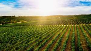 αμπελοκαλλιέργειες